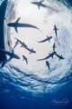   Sharks Surface Gardens Queen Cuba  
